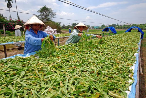 Nghĩa Trai một làng nghề trồng và chế biến dược liệu nổi tiếng Việt Nam