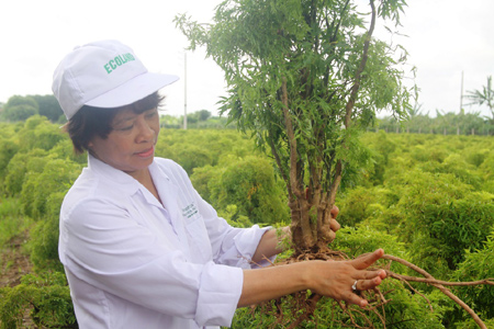 Tác dụng của cây đinh lăng Việt Nam